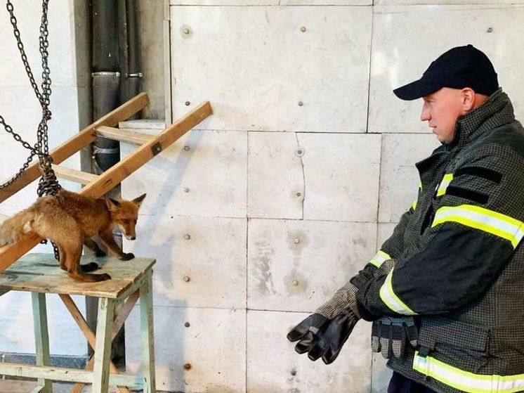 Лису помогли освободить из плена цепей подмосковные спасатели
