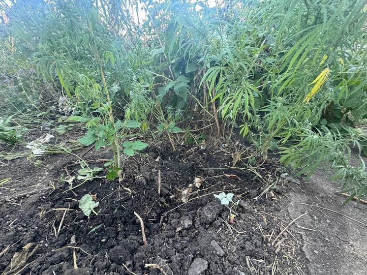 Житель Донецка поймался на выращивании конопли