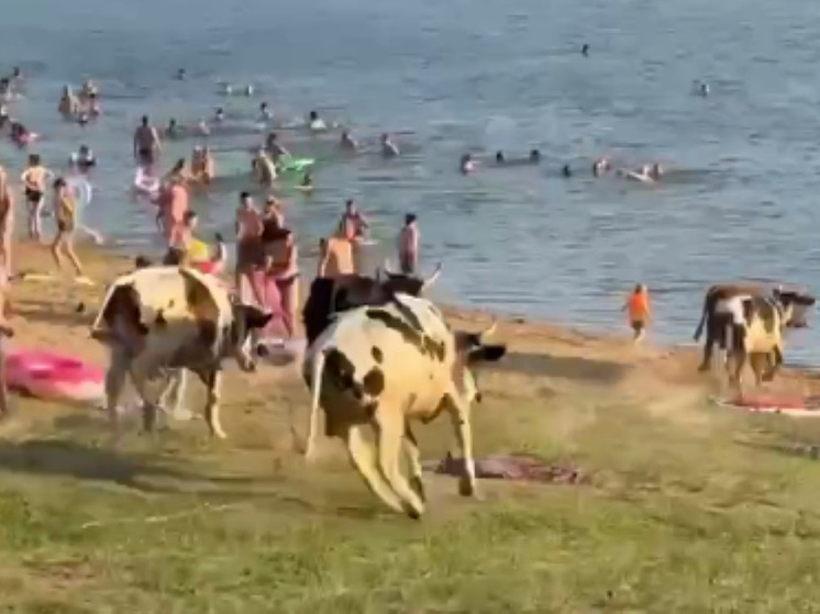 Стадо коров атаковало пляж на Синьковской плотине под Дмитровым