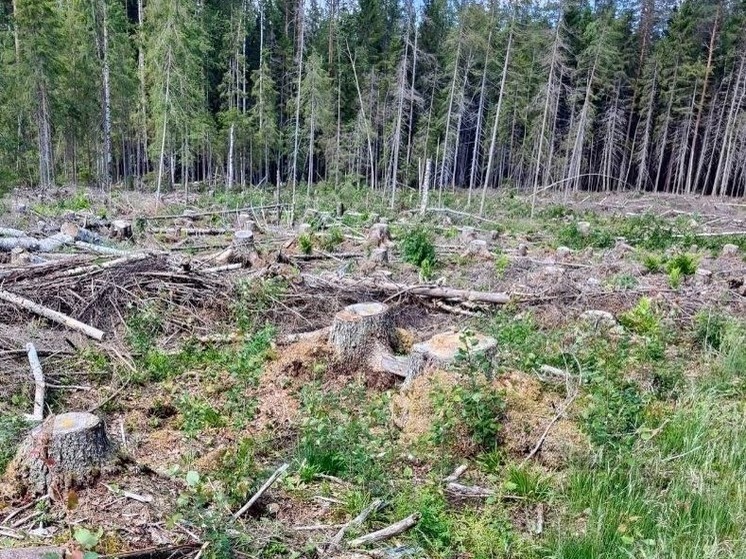 Уголовное дело о незаконной рубке в Прионежье завели по требованию прокуратуры