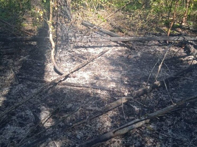 Лесной пожар вспыхнул в 2 км от Старой Купавны