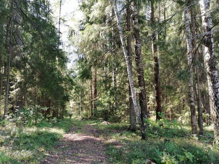 До 3 сентября объявлен «желтый» уровень из-за пожарной опасности