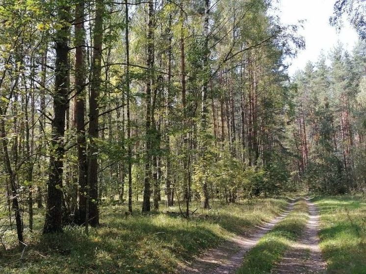 МЧС напоминает правила в период высокой пожарной опасности