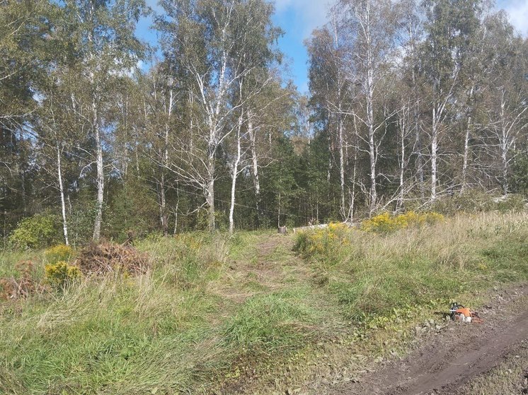 В Новосибирской области дерево упало на опору ЛЭП