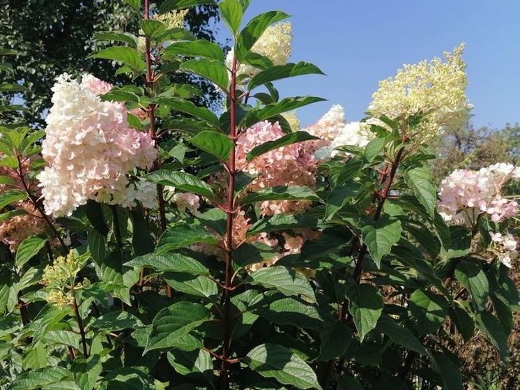 Метеорологическая осень в регионе начнется почти на 2 недели позже