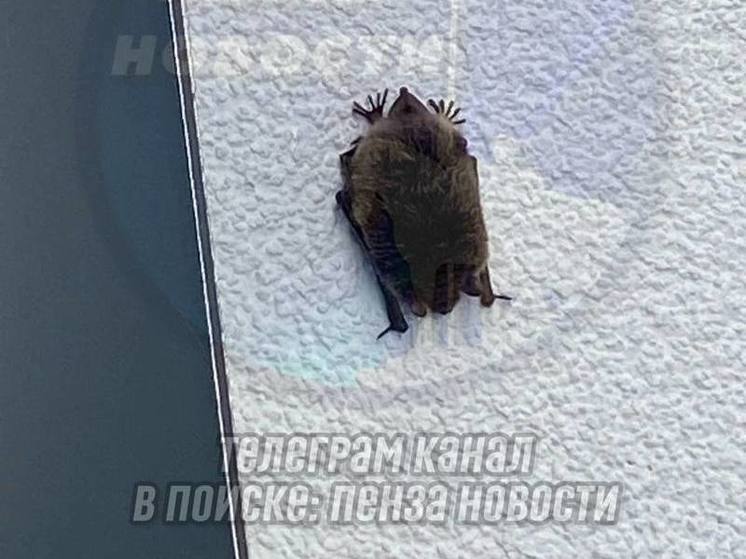 Пензенцы встретили летучую мышь средь бела дня