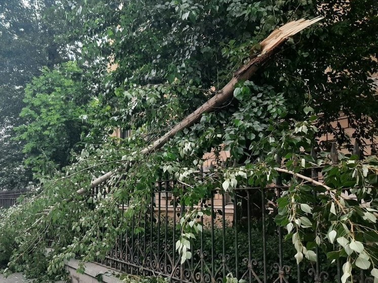 В Петербурге возбудили уголовное дело после падения дерева на мужчину