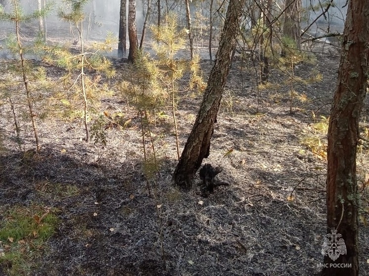 Лесной пожар произошел в Калужской области