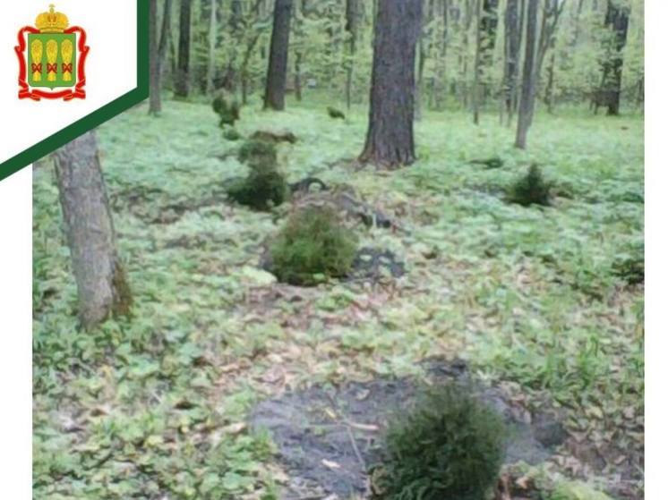 В Пензенской области продолжают восстанавливать «Дендрарий им. Г.Ф. Морозова»