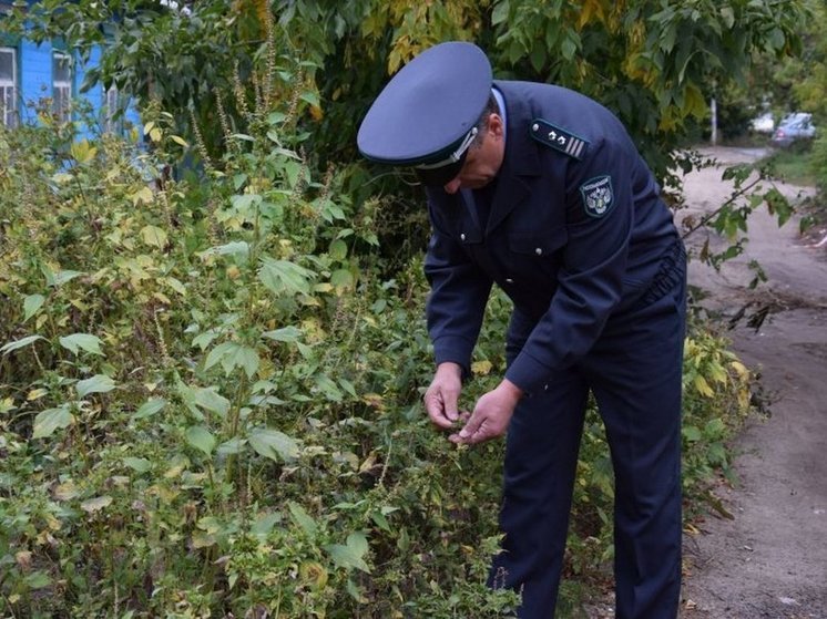 В Курской области установили 58 карантинных зон по сорнякам