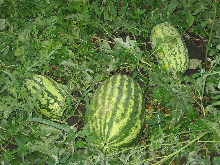 Жительница Красноярского округа вырастила гигантский арбуз