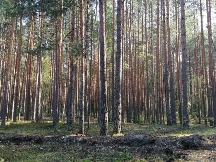 «Желтый» уровень из-за пожарной опасности продлили до 4 сентября