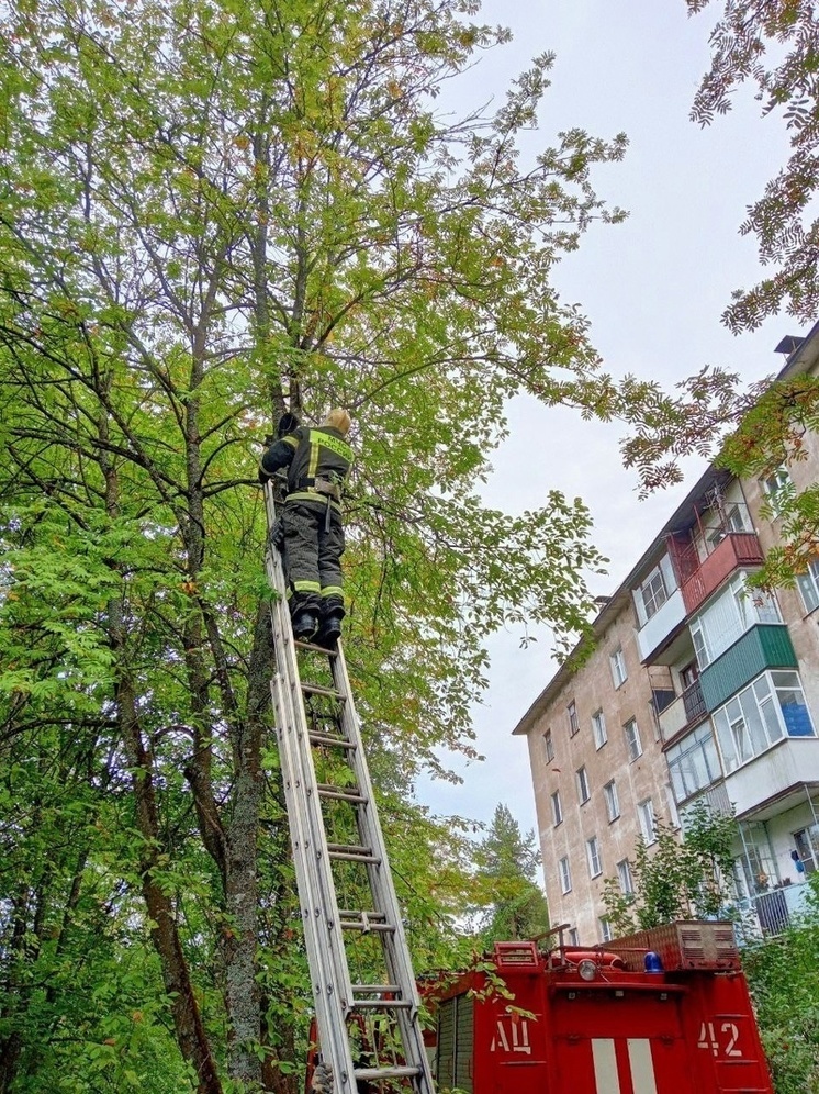 В Тверской области спасатели сняли с дерева напуганную кошку