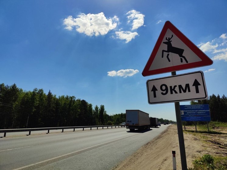 Нижегородских водителей предупредили о брачном периоде у лосей