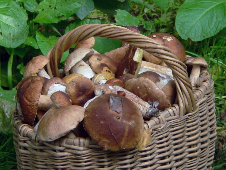 Эксперт рассказал, когда ожидать вторую волну грибного сезона