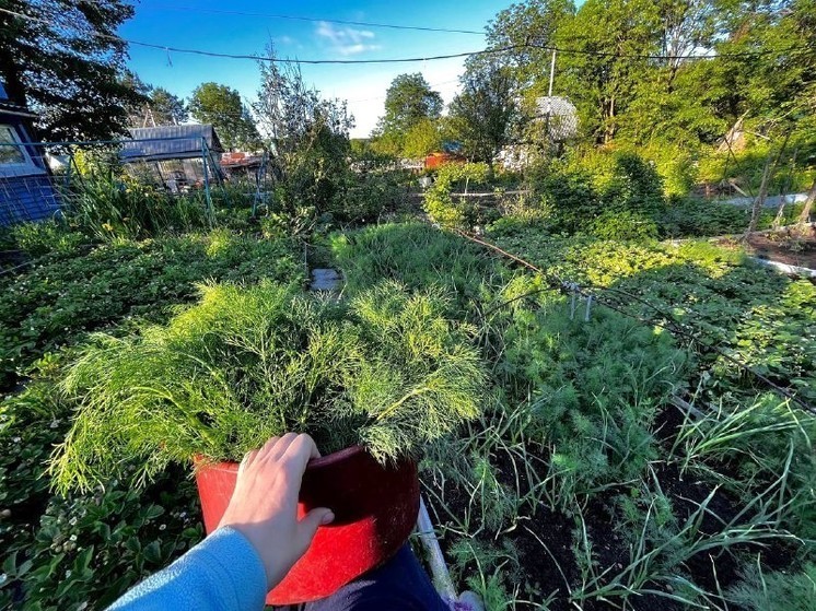 Список дел, которые надо сделать в саду, огороде и цветнике в сентябре