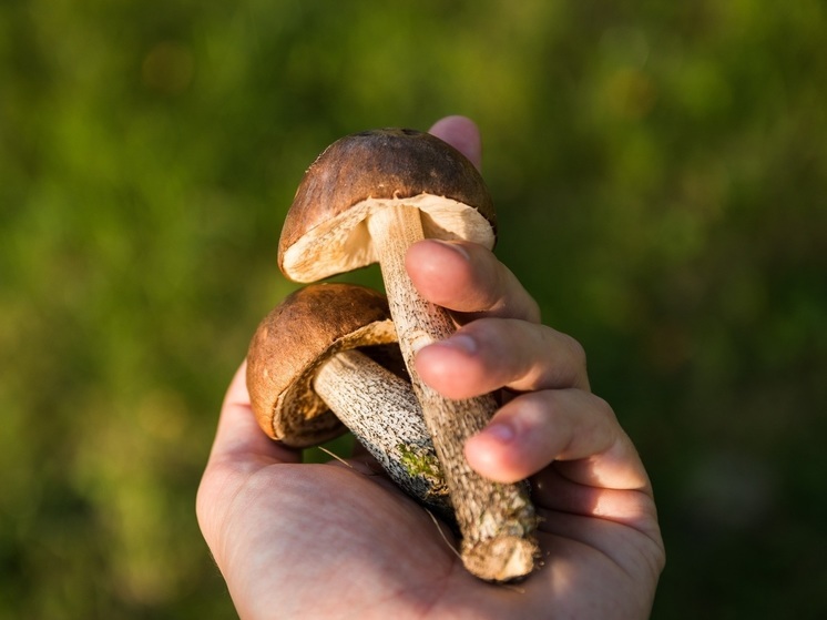 Грибник Тихомиров назвал конец сентября лучшем временем для сбора грибов