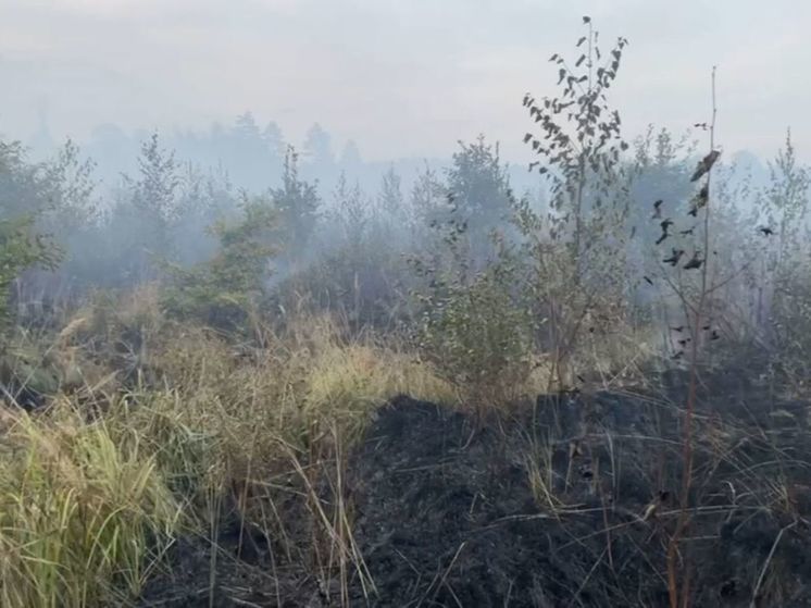 Почти 11 часов тушили лесной пожар в округе Пушкинский