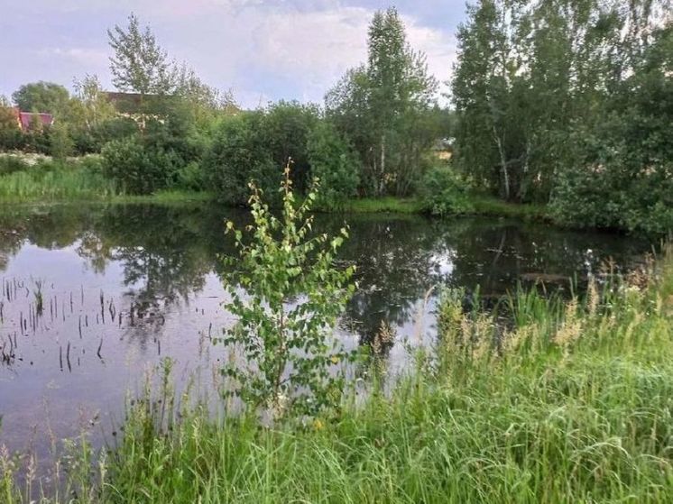 Более 20 тысяч квадратных метров земель вернули государству в Щелково