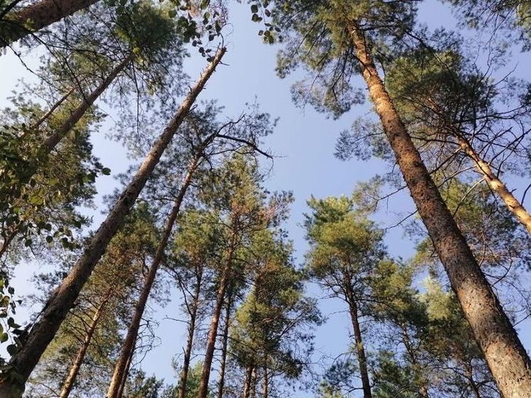 В Коломне зафиксировали новый суточный рекорд тепла