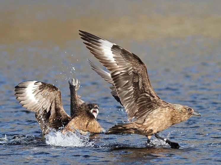 40 процентов видов морских птиц в Великобритании оказались в беде