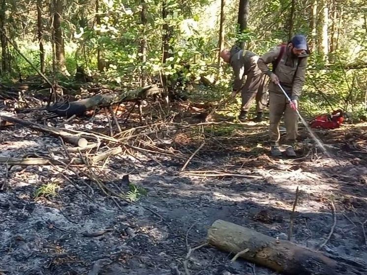 В округе Пушкинский загорелся лес у поселка Зеленый