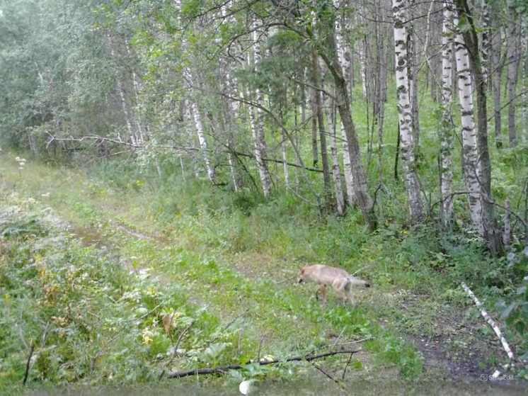 В южноуральских лесах молодые волки начали охоту