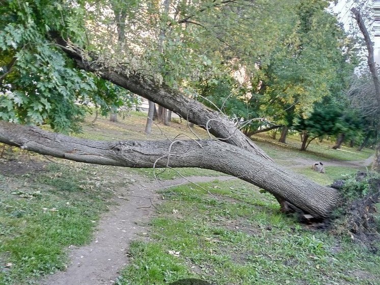 Пензенцы просят убрать упавшее дерево на улице Калинина