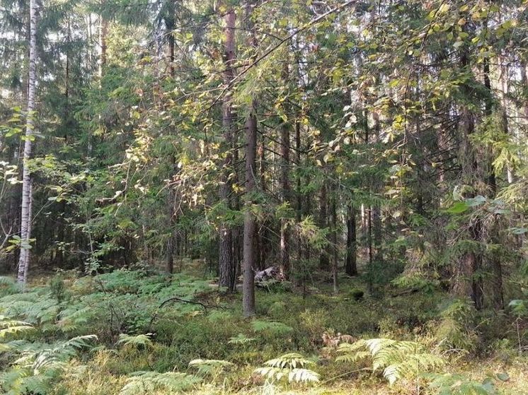 4-ый класс пожарной опасности ожидается на всей территории региона