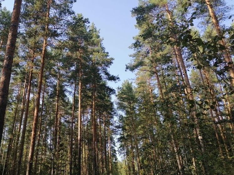 В регионе продлили «желтый» уровень из-за 4 класса пожарной опасности