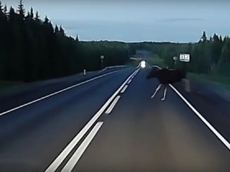 Еще один лось выбежал на дорогу в Карелии