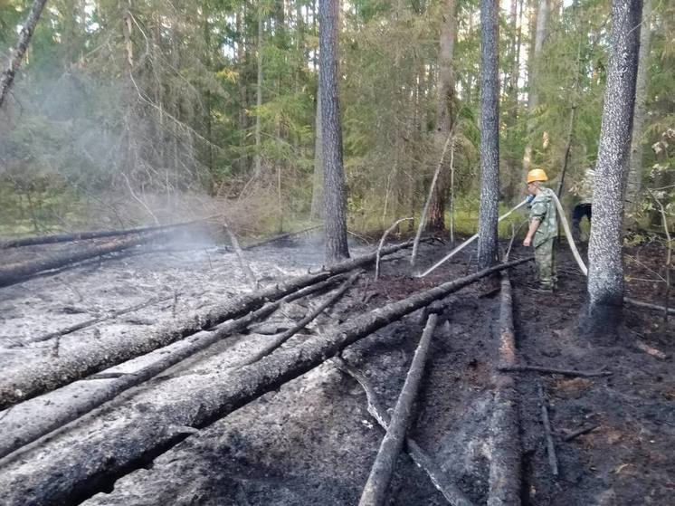 В Орехово-Зуевском округе вспыхнул лесной пожар