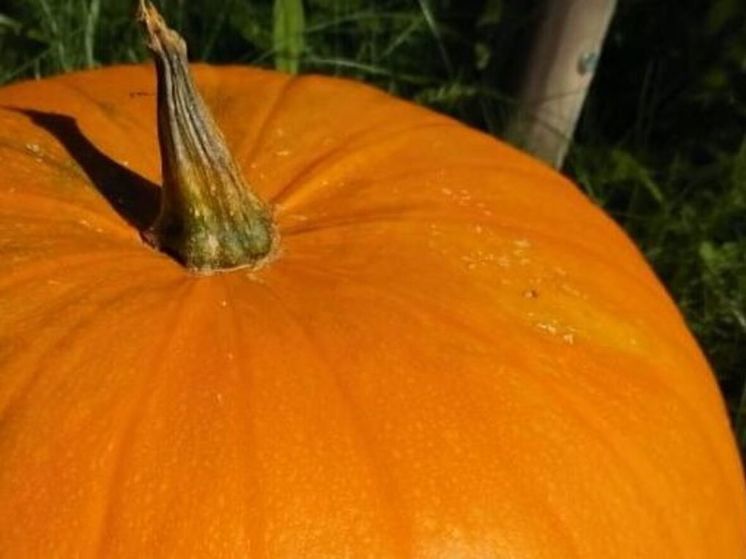 Тыква весом 200 кг выросла на грядке у жительницы Подмосковья