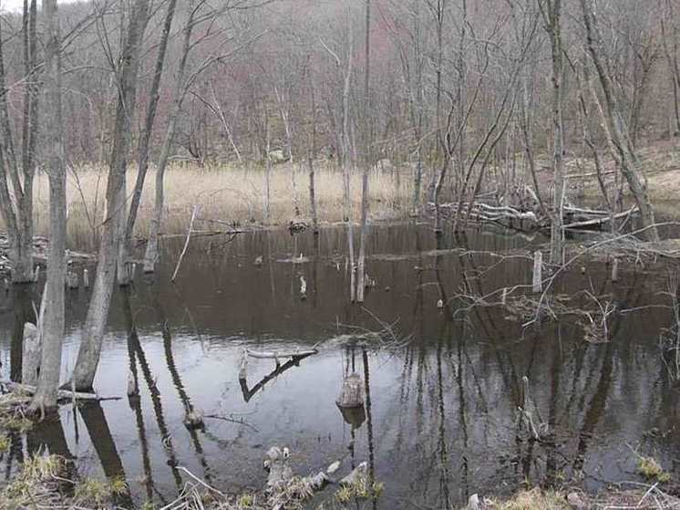  Каховское водохранилище стало болотом