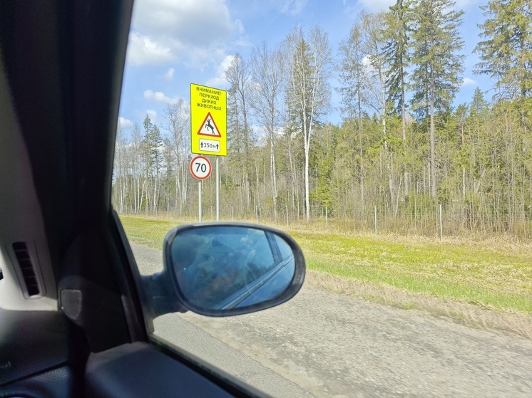 Вологодских автомобилистов предупреждают о начале гона у лосей
