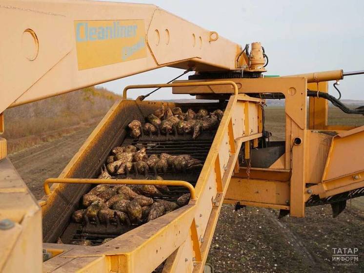 В Татарстане стартовала уборочная кампания сахарной свеклы
