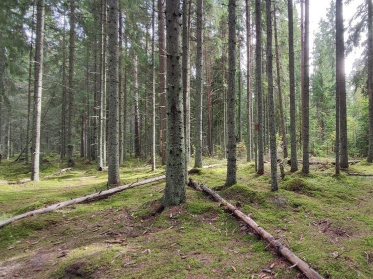 В Островском районе Костромской области тушат лесной пожар