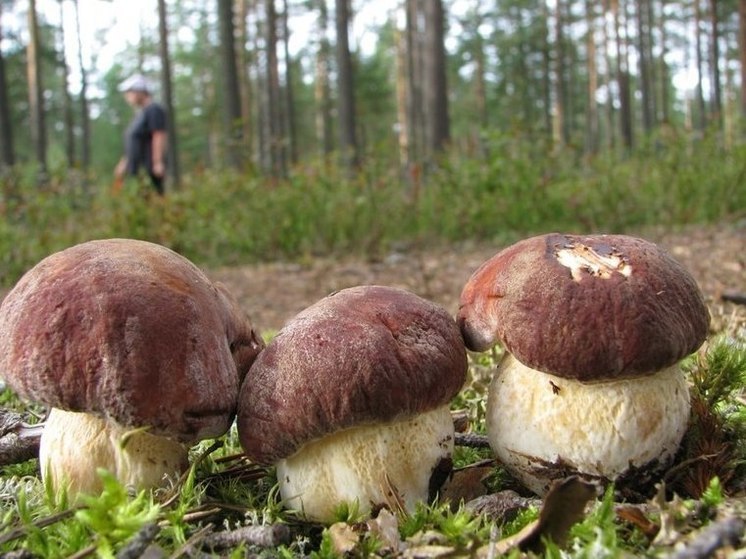 Где искать самые богатые грибные места: жителям Ленобласти раскрыли лучшие локации