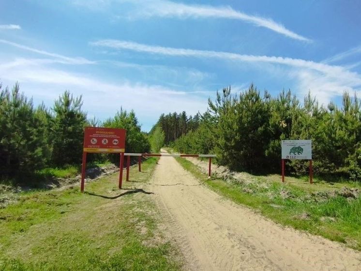 Семеро автолюбителей заплатят по 40 тысяч штрафа за парковку в лесу