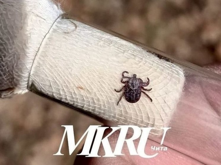 Клещи с начала года покусали почти три тысячи человек в Забайкалье
