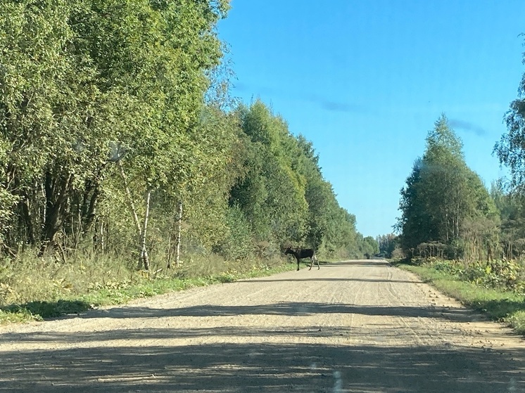 В Тверской области люди удивились наглости лося