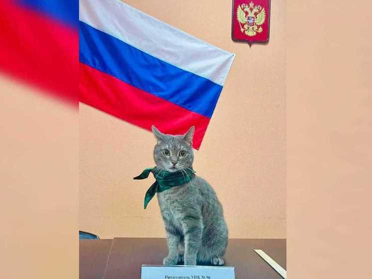 В Мурманске на избирательном участке №96 появился кот-талисман