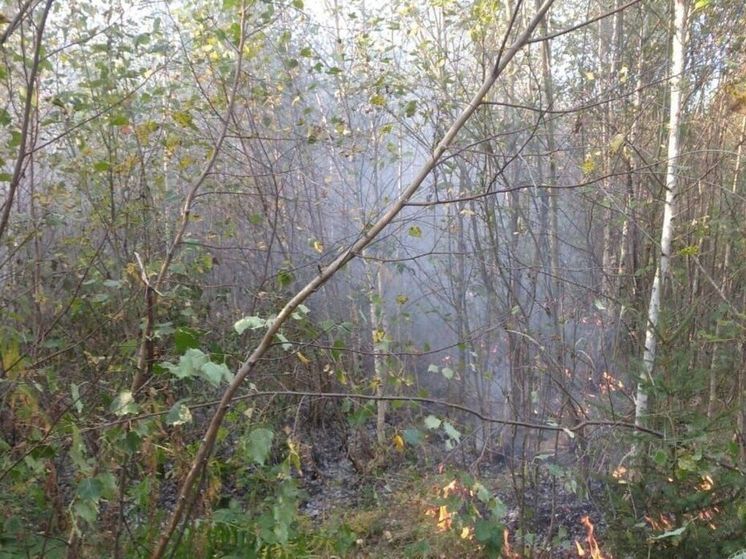 В Павлово-Посадском округе вспыхнул лесной пожар