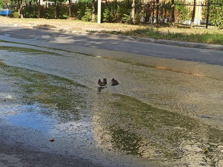 Воробьи помылись в мутном ручейке на Голиковке в Петрозаводске