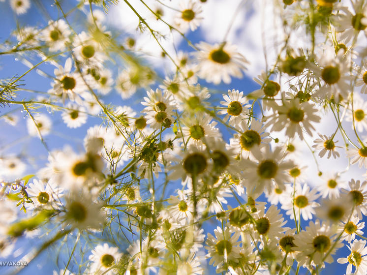 Ночью температура в Карелии упадет местами до +4 градусов