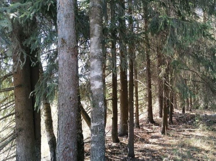 5-ый класс пожарной опасности объявлен в Луховицком лесничестве