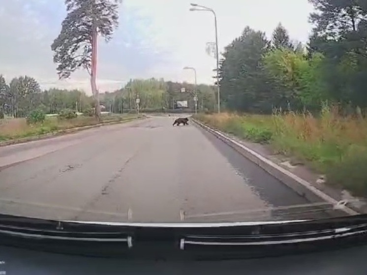 Перебегающего дорогу медведя увидели в томском Академгородке