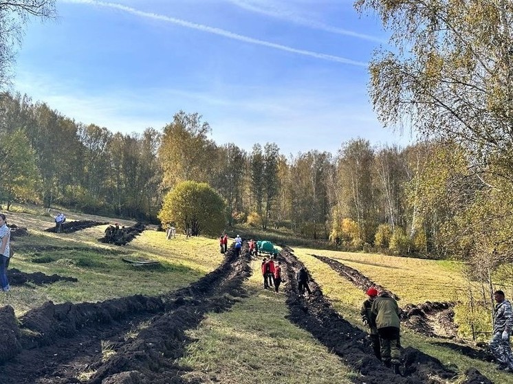 В Кузбассе высадят несколько миллионов деревьев