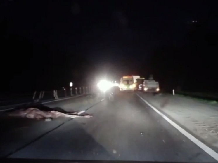 На трассе М-1 под Вязьмой лось снова стал виновником ДТП с пострадавшими