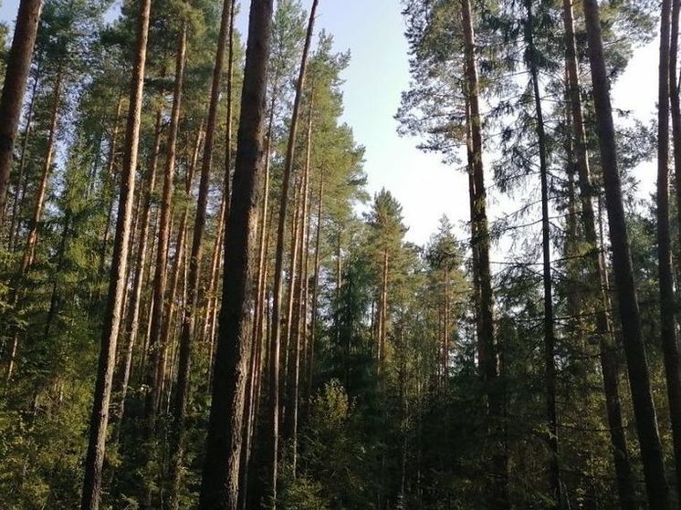В Луховицком лесничестве 5-ый класс сохранится минимум до 12 сентября